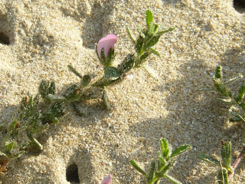 Ononis spinosa subsp. procurrens (Wallr.) Briq., 1913