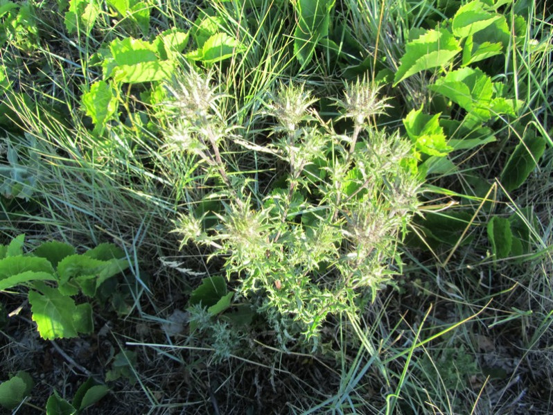 Carlina vulgaris L., 1753