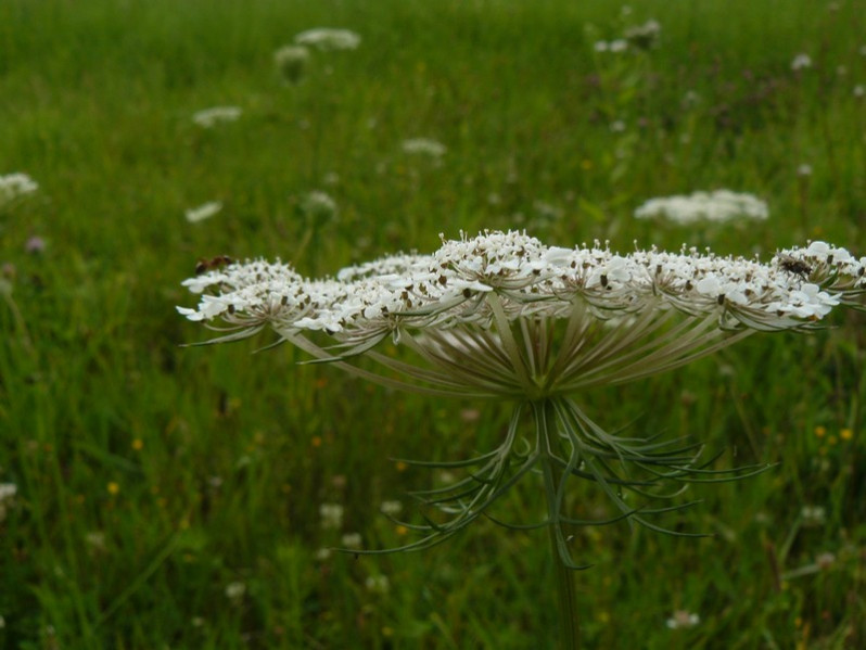 Daucus carota subsp. carota L., 1753
