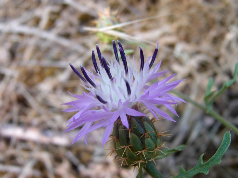 Centaurea aspera subsp. aspera L., 1753
