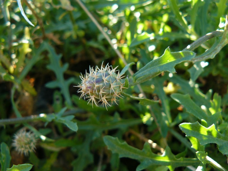 Centaurea aspera subsp. aspera L., 1753