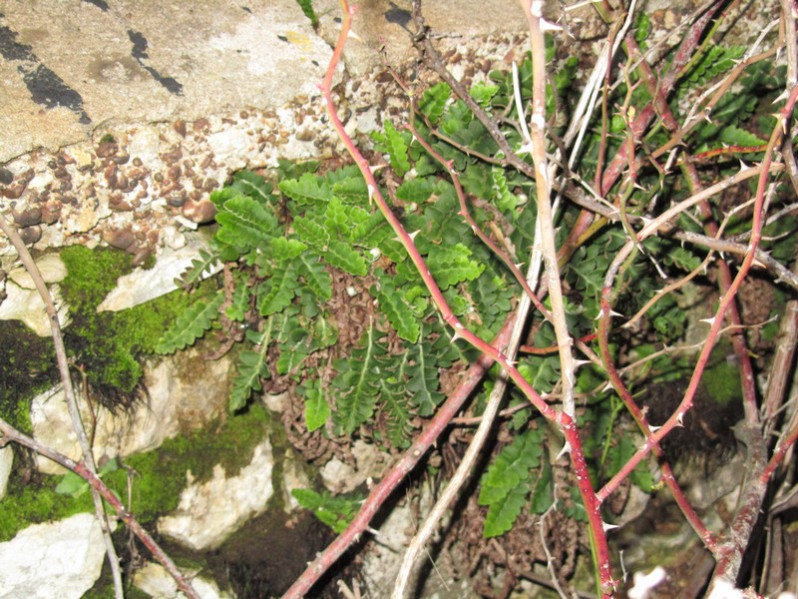 Asplenium ceterach L., 1753
