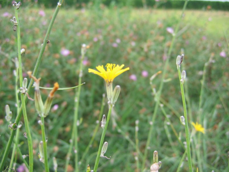 Chondrilla juncea L., 1753