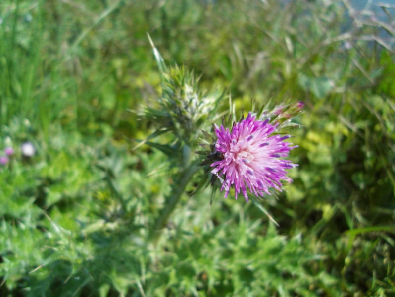 Carduus tenuiflorus Curtis, 1793
