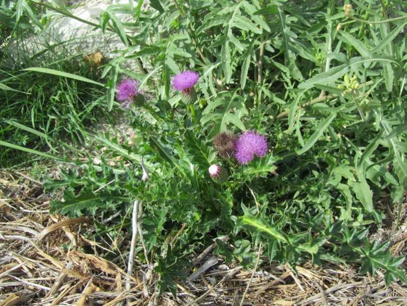 Cirsium acaulon (L.) Scop., 1769