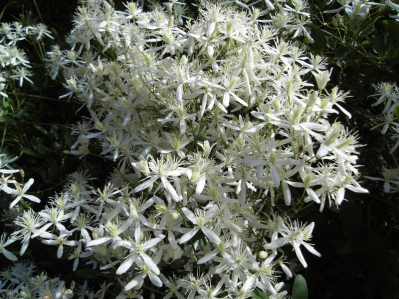 Clematis flammula L., 1753