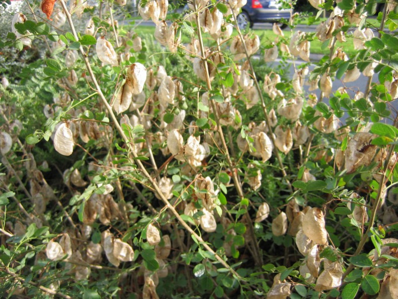 Colutea arborescens L., 1753