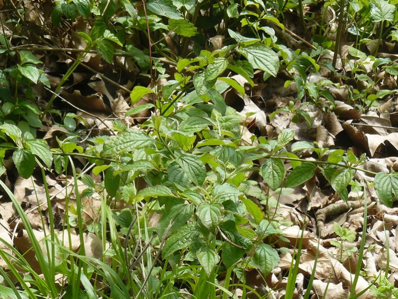 Cornus sanguinea subsp. sanguinea L., 1753