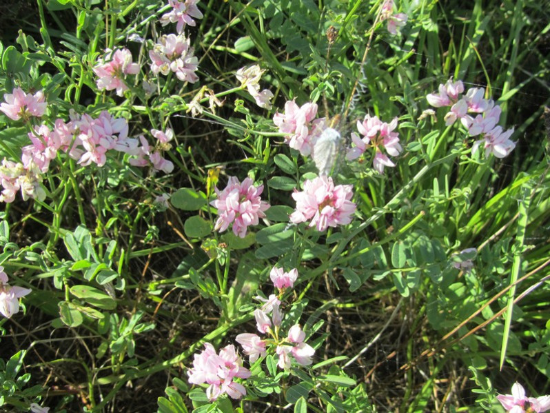 Coronilla varia L., 1753
