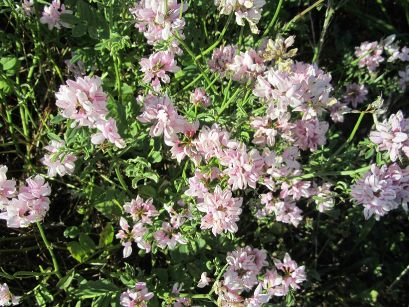 Coronilla varia L., 1753