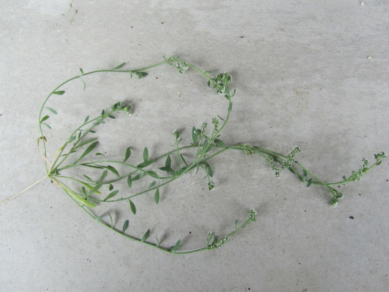 Corrigiola littoralis L., 1753