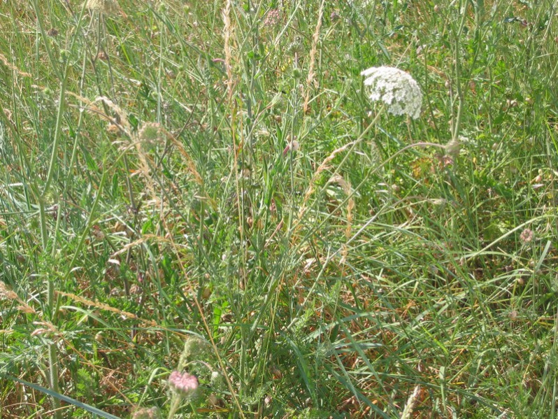 Daucus carota subsp. carota L., 1753