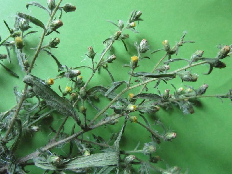 Dittrichia graveolens (L.) Greuter, 1973