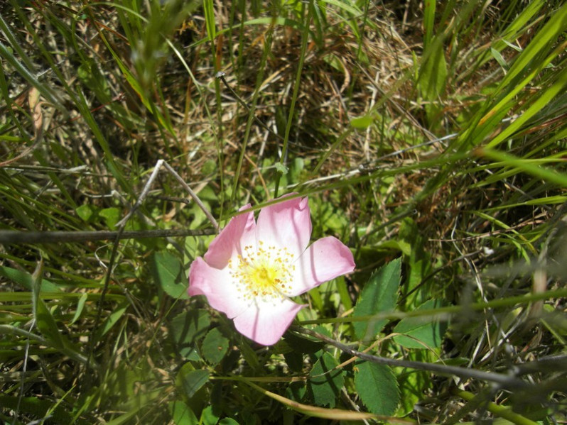 Fleur de Rosa canina L., 1753