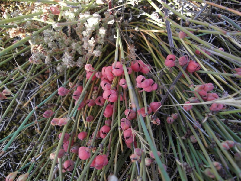Ephedra distachya subsp. distachya L., 1753