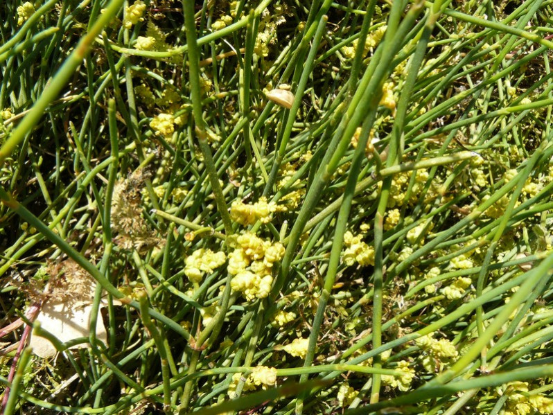 Ephedra distachya subsp. distachya L., 1753