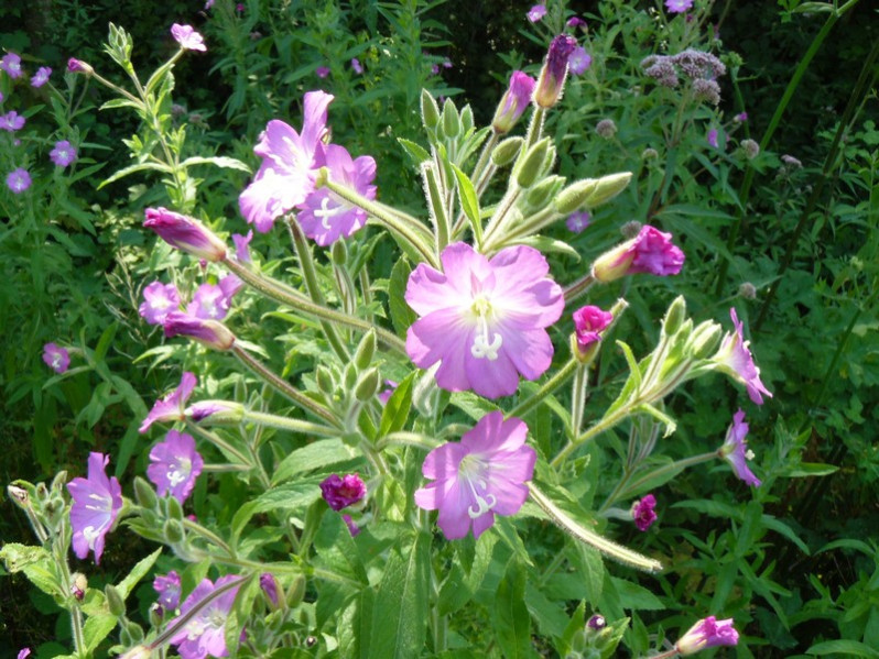 Epilobium hirsutum L., 1753