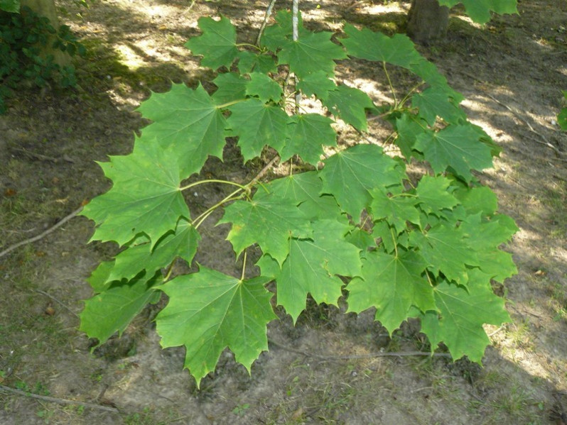 Acer platanoides L., 1753