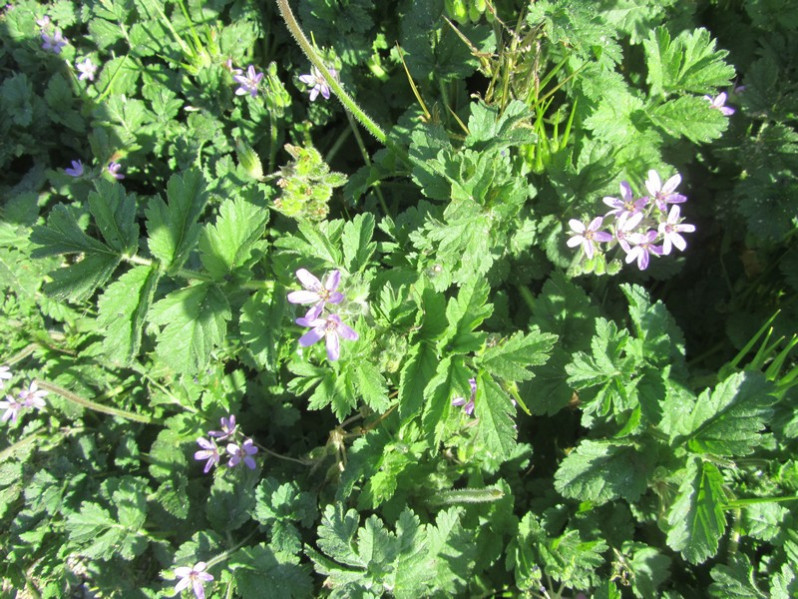 Erodium moschatum (L.) L'Hér., 1789