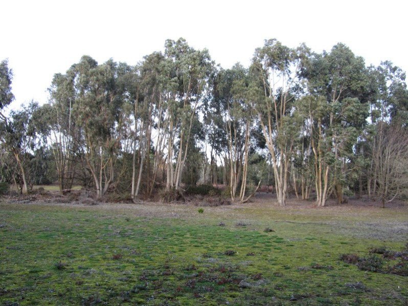 Eucalyptus globulus Labill., 1800