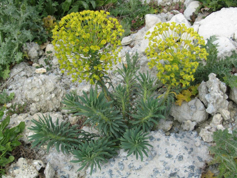 Euphorbia characias L., 1753