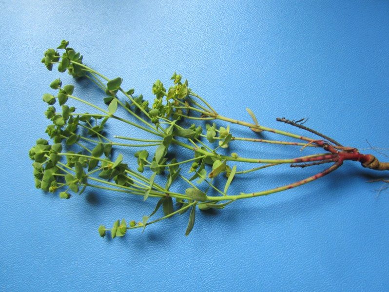 Euphorbia segetalis subsp. portlandica (L.) Litard., 1936