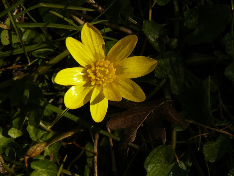 Ficaria verna Huds., 1762