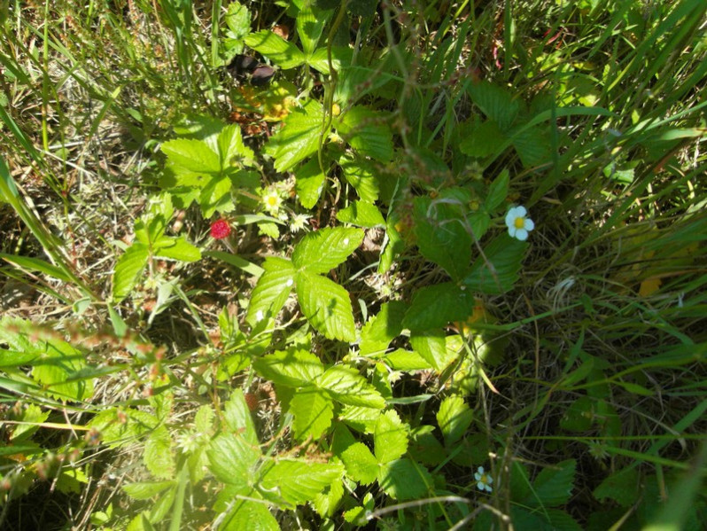 Fragaria vesca L., 1753