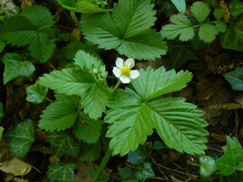 Fragaria vesca L., 1753
