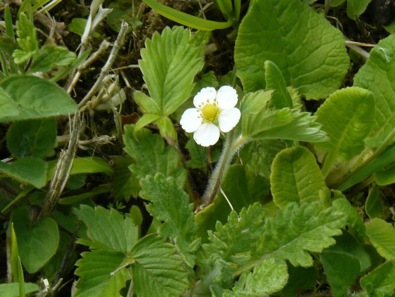 Fragaria vesca L., 1753