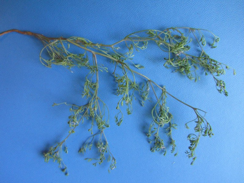 Fumaria vaillantii Loisel., 1809