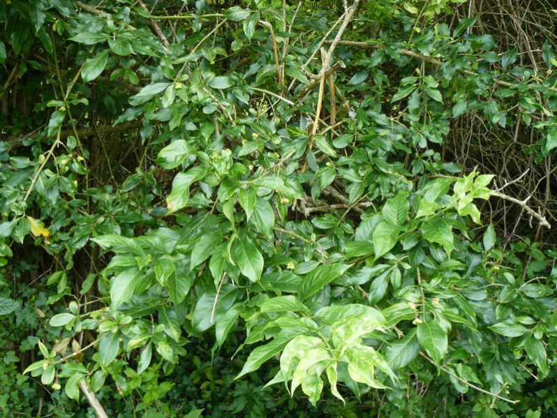 Euonymus europaeus L., 1753