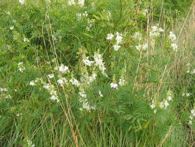 Galega officinalis L., 1753