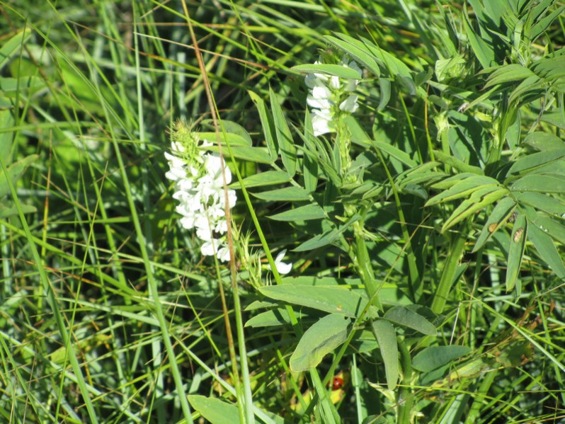 Galega officinalis L., 1753