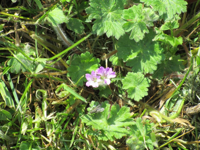 Geranium molle L., 1753