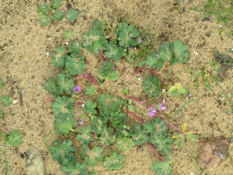 Geranium molle L., 1753