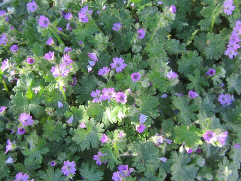 Geranium molle L., 1753