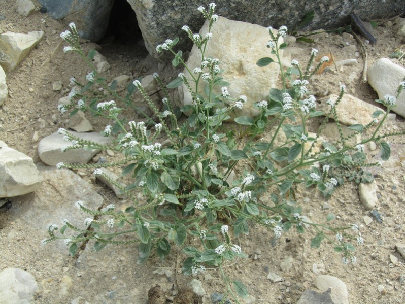 Heliotropium europaeum L., 1753
