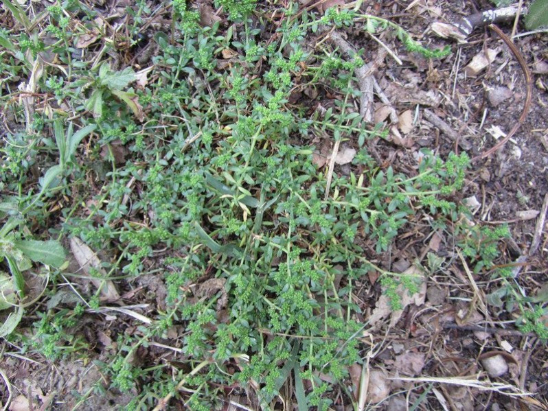 Herniaria glabra L., 1753