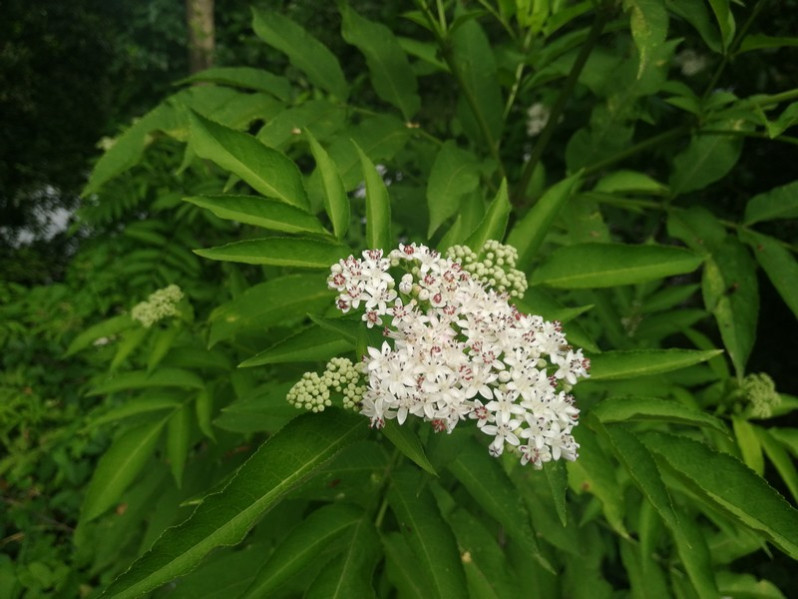 Fleurs de Sambucus ebulus L., 1753