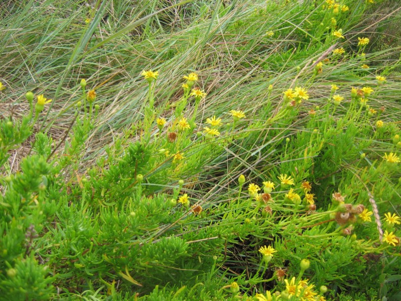Limbarda crithmoides (L.) Dumort., 1827