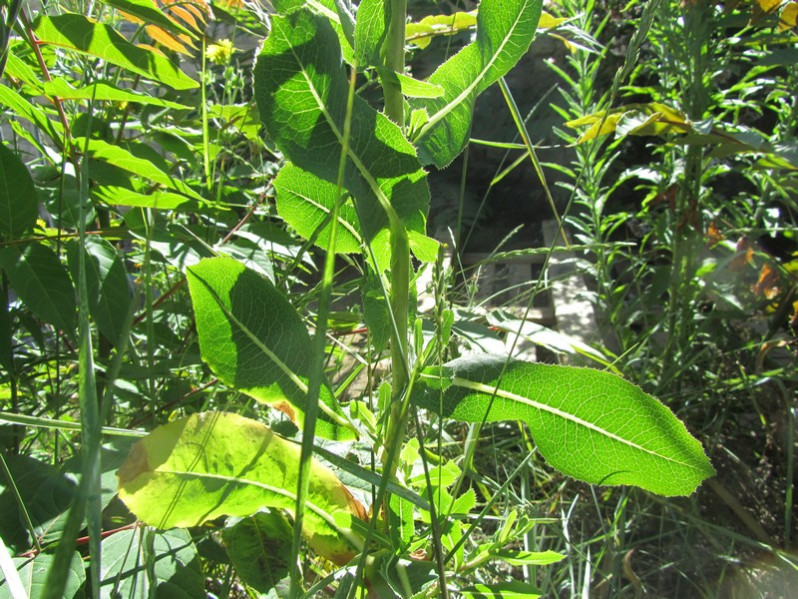 Lactuca virosa L., 1753