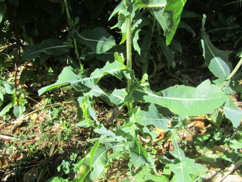 Lactuca virosa L., 1753