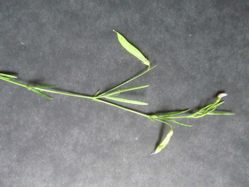 Lathyrus angulatus L., 1753