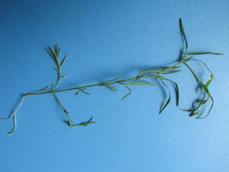 Lathyrus angulatus L., 1753
