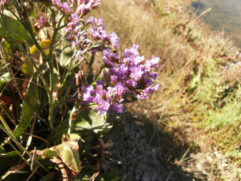 Limonium auriculaeursifolium (Pourr.) Druce, 1928
