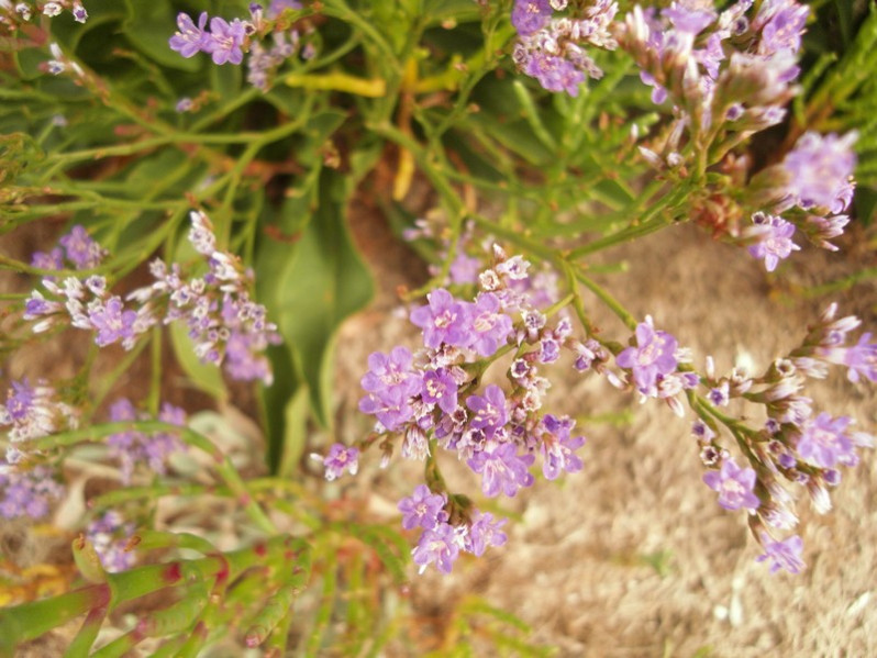 Limonium auriculaeursifolium (Pourr.) Druce, 1928