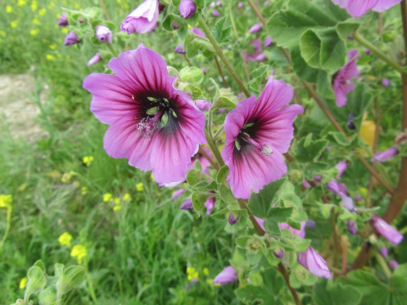 Malva arborea (L.) Webb & Berthel., 1837