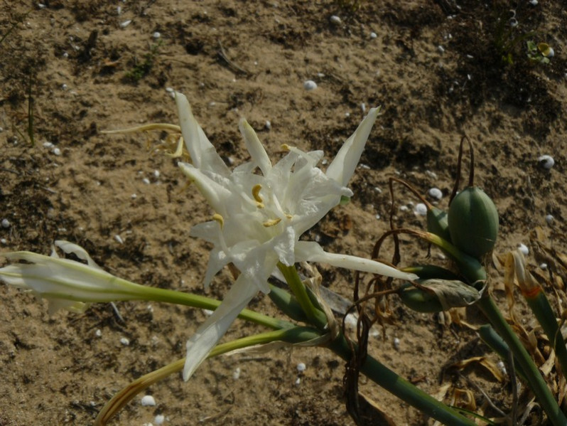 Fleur de Pancratium maritimum L., 1753