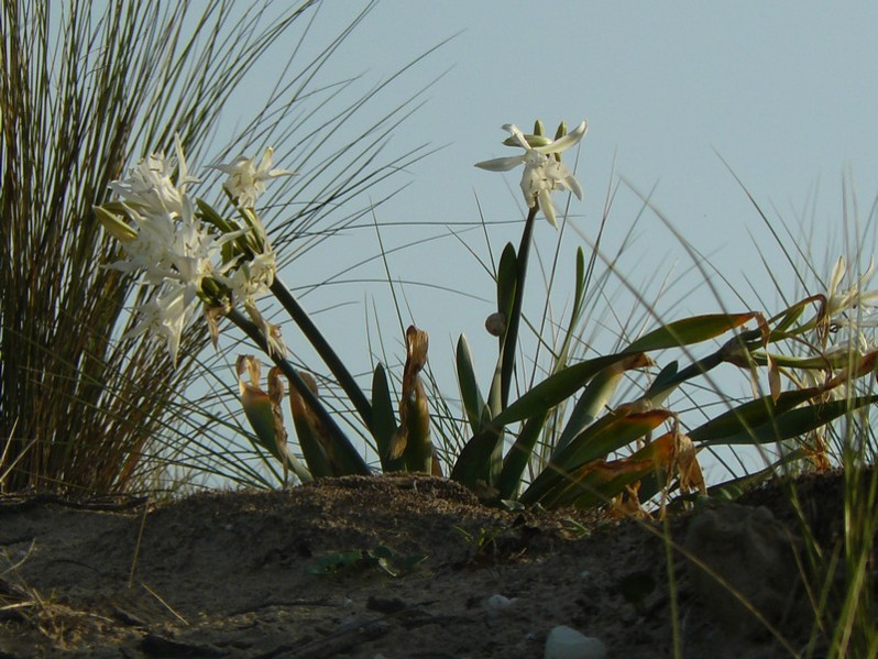 Pancratium maritimum L., 1753